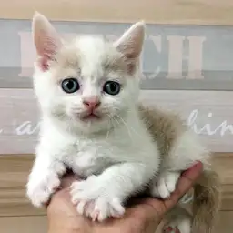 ブリティッシュショートヘア