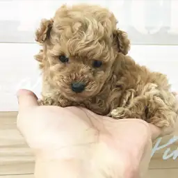 トイ・プードル