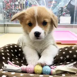 ウェルシュコーギーペンブローク