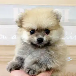 ポメラニアン