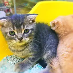 スコティッシュフォールド