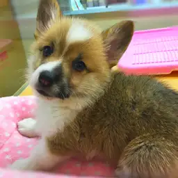 ウェルシュコーギーペンブローク