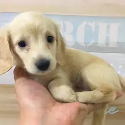 カニンヘン・ダックスフント