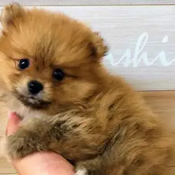 ポメラニアン