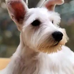 ミニチュア・シュナウザー