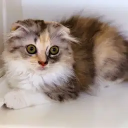 スコティッシュフォールド