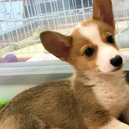 ウェルシュコーギーペンブローク