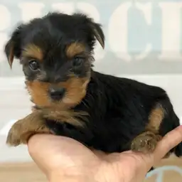 ヨークシャーテリア