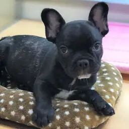 フレンチブルドッグ
