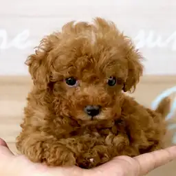 トイ・プードル