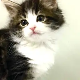 ノルウェージャンフォレストキャット