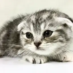 スコティッシュフォールド