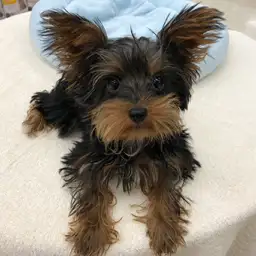 ヨークシャーテリア