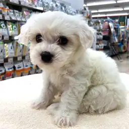 ビションフリーゼ