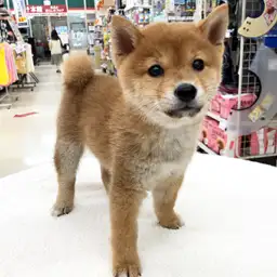 柴犬
