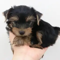 ヨークシャーテリア