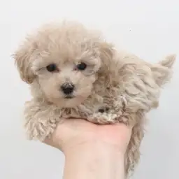 トイ・プードル