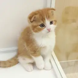 スコティッシュフォールド