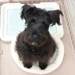 ミニチュア・シュナウザー