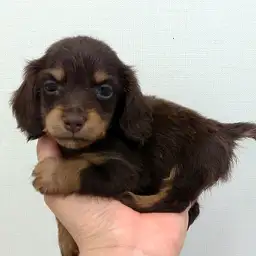 ミニチュア・ダックスフント
