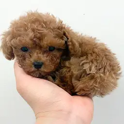 トイ・プードル