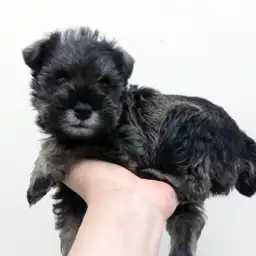 ミニチュア・シュナウザー