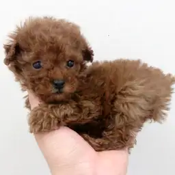 トイ・プードル