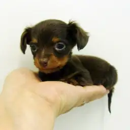 カニンヘン・ダックスフント