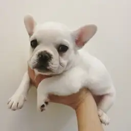 フレンチブルドッグ