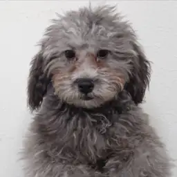 トイ・プードル