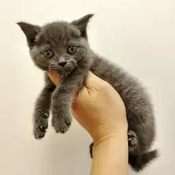 ブリティッシュショートヘア