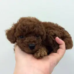 トイ・プードル