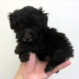 トイ・プードル