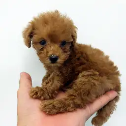 トイ・プードル