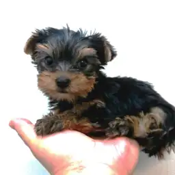 ヨークシャーテリア