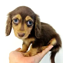 カニンヘン・ダックスフント