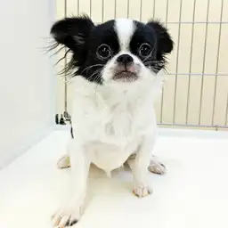 MIX（チワワ×ペキニーズ）