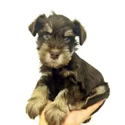 ミニチュア・シュナウザー