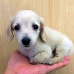 ミニチュア・ダックスフント