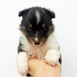 シェットランドシープドッグ