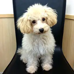 トイ・プードル