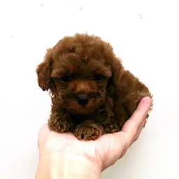 トイ・プードル