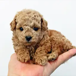 トイ・プードル