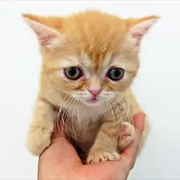 エキゾチックショートヘア