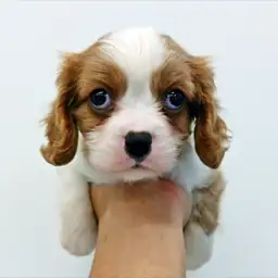 キャバリア・キングチャールズ・スパニエル