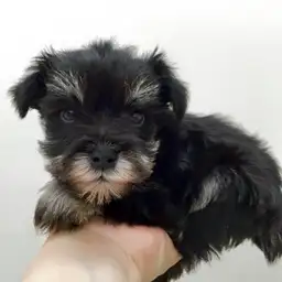 ミニチュア・シュナウザー