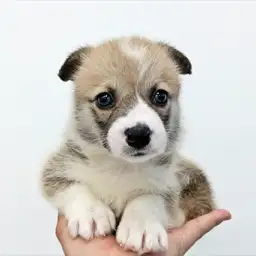 ウェルシュコーギーペンブローク