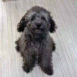 トイ・プードル