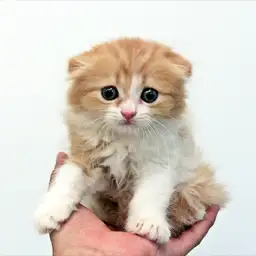 スコティッシュフォールド