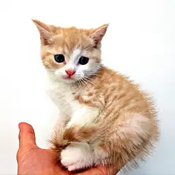 ブリティッシュショートヘア